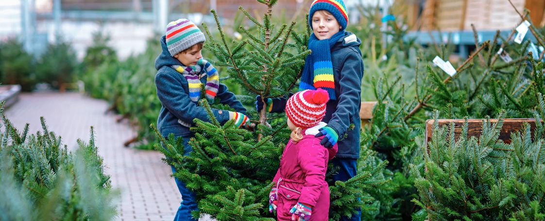 Oh Tannenbaum, oh Tannenbaum … wie giftig bist du eigentlich?